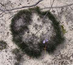 Schoenus breviculmis