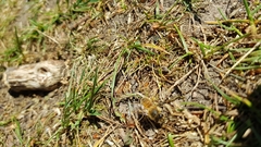 Apis mellifera