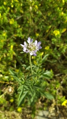 Lomelosia simplex dentata