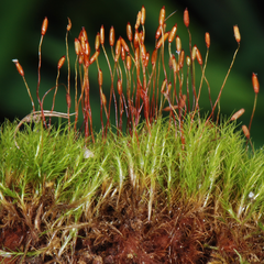 Distichium capillaceum