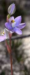 Thelymitra alcockiae