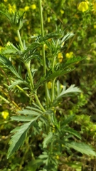 Lomelosia simplex dentata