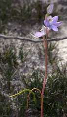 Thelymitra alcockiae