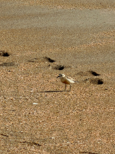 Charadrius obscurus observed 2026-10-29