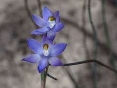 Thelymitra nuda