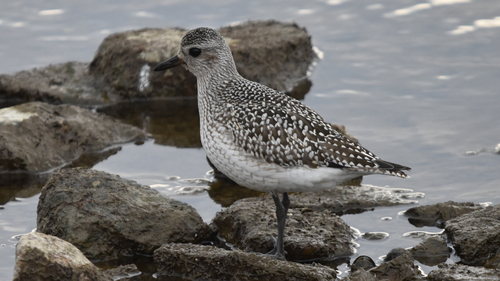 Pluvialis squatarola observed 2026-10-28