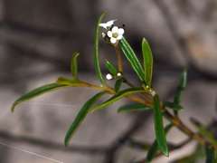 Logania linifolia