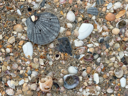 Pecten observed 2026-10-29