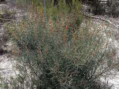 Hakea mitchellii