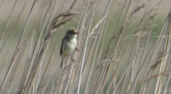Acrocephalus palustris