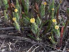Podotheca angustifolia