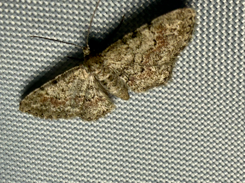 Tephrosia observed 2026-10-27