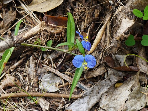 Commelina erecta observed 2026-10-28