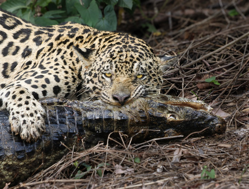 Panthera onca photograph by the iNaturalist community