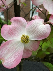 Cornus florida