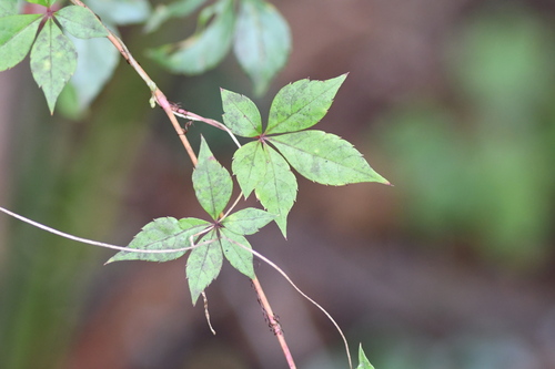 Cissus observed 2026-10-28