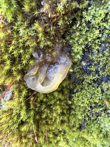 Nostoc commune observed 2026-10-28