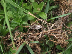 Diasemiopsis ramburialis