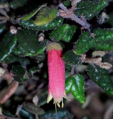 Correa reflexa scabridula