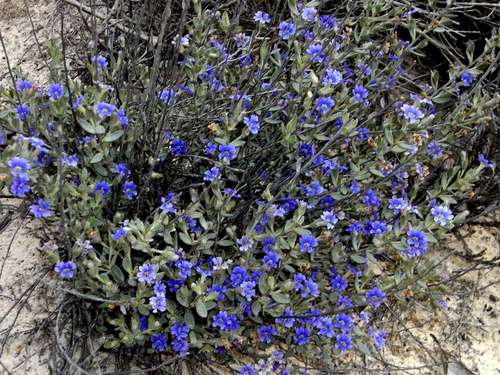 Image of Dampiera marifolia by (c) Russell Best, some rights reserved (CC BY)