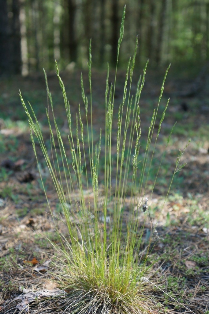 Festuca ovina
