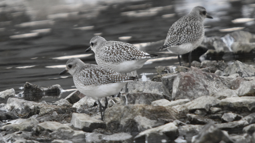 Pluvialis squatarola observed 2026-10-28