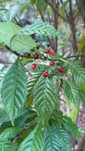 Psychotria observed 2026-10-28