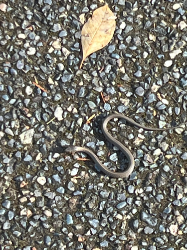 Thamnophis ordinoides observed 2026-10-28