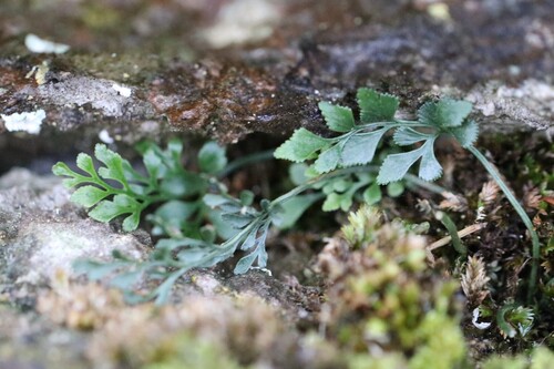 Asplenium observed 2026-10-28