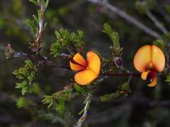 Pultenaea prostrata