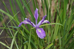 Iris tenax