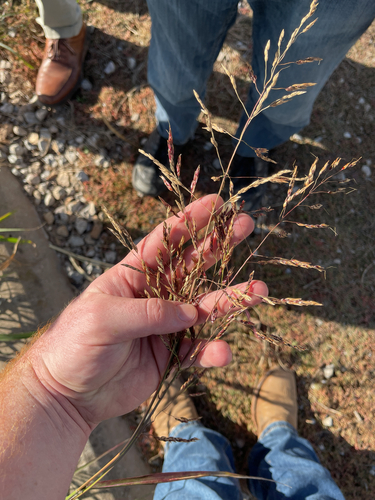 Sorghum halepense observed 2026-10-28