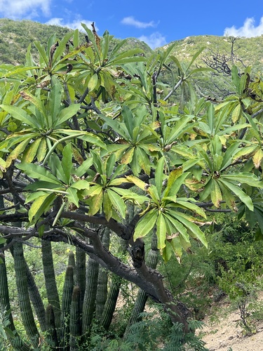 Plumeria rubra observed 2026-10-27