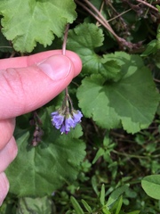 Veronica regina-nivalis