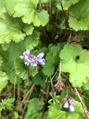 Veronica regina-nivalis