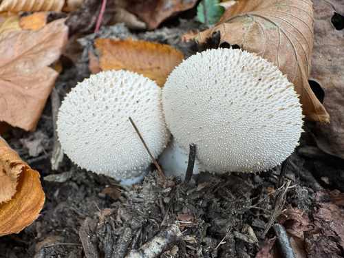Lycoperdon perlatum observed 2026-10-28