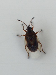 Kleidocerys resedae