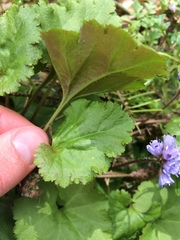 Veronica regina-nivalis