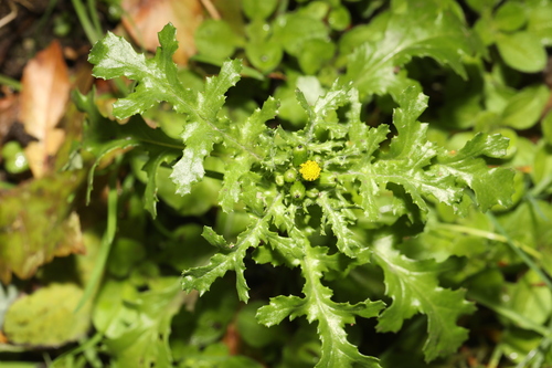 Senecio vulgaris observed 2026-10-28