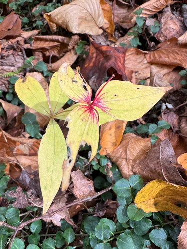 Medeola virginiana observed 2026-10-28