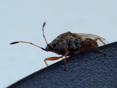 Kleidocerys resedae