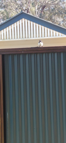 Willie Wagtail