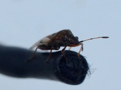 Kleidocerys resedae