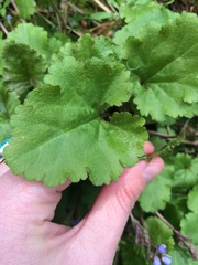 Veronica regina-nivalis