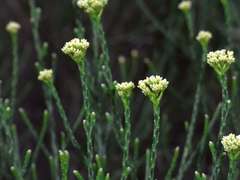 Ozothamnus pholidotus