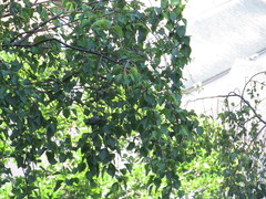 Periparus ater britannicus