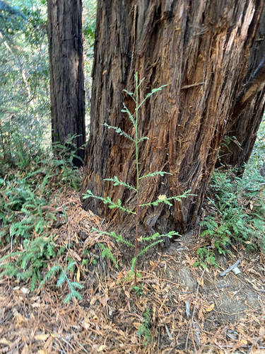 Sequoia sempervirens observed 2026-10-28