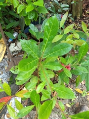 Elaeocarpus serratus