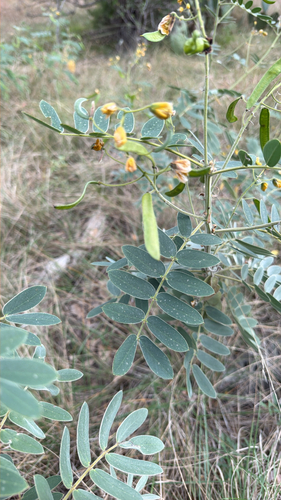 Cassia observed 2026-10-28
