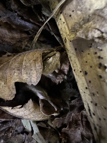 Litoria observed 2026-10-28